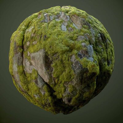 苔藓植物门 Bryophyta