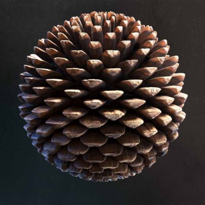 裸子植物门 Gymnospermae