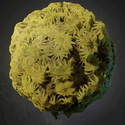 蕨类植物门 Pteridophyta