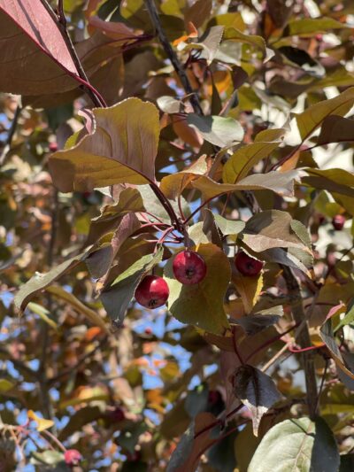 王族海棠 (wáng zú hǎi táng) Malus ‘Royalty’