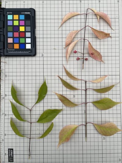 白杜 (bái dù) Euonymus maackii Rupr-苏凡-001-20220911