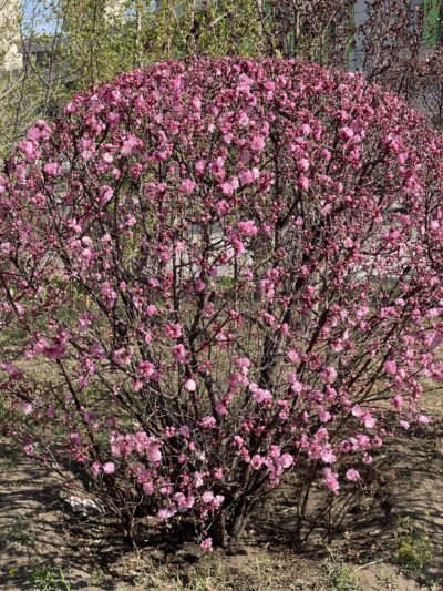 榆叶梅 (yú yè méi) Prunus triloba Lindl.