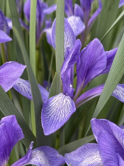 马蔺(mǎ lìn)Iris lactea Pall.