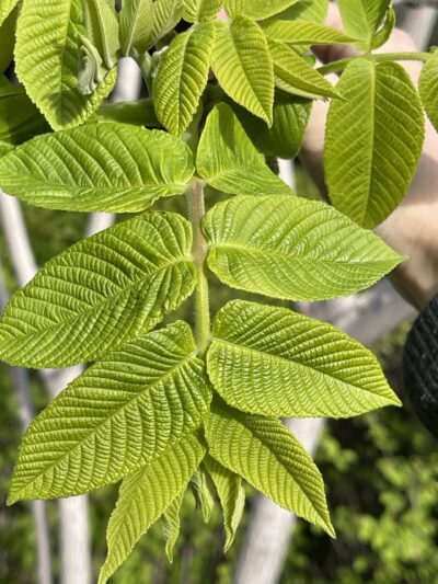 胡桃楸 (hú táo qiū) Juglans mandshurica Maxim.- 苏凡-001-20230528