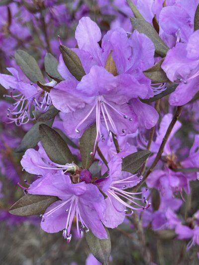 兴安杜鹃 (xīng ān dù juān) Rhododendron dauricum L.