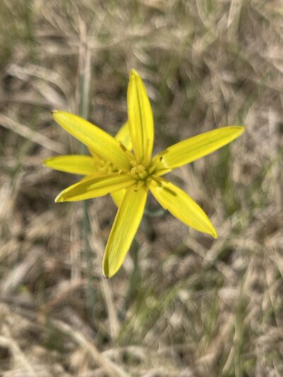 少花顶冰花 (shǎo huā dǐng bīng huā) Gagea pauciflora Turcz.