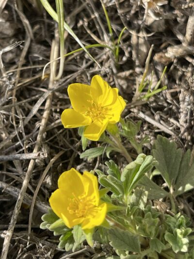 星毛委陵菜 (xīng máo wěi líng cài) Potentilla acaulis L.